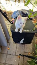 Lost Female Cat last seen Narraguenset and nagle, Chicago, IL 60646