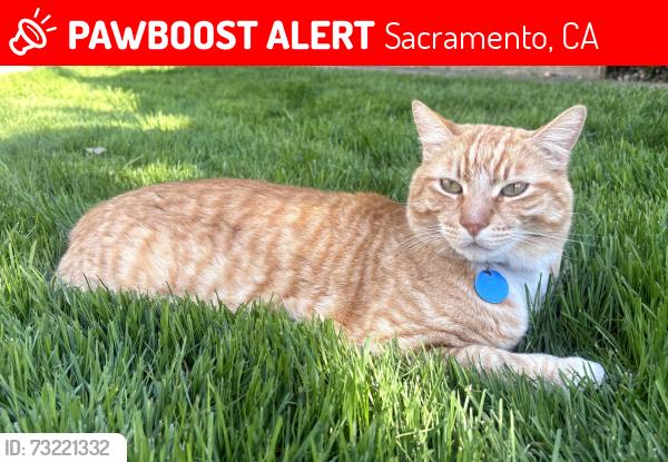 Lost Male Cat last seen North Edge Dr and Canna Ct., Sacramento, CA 95821