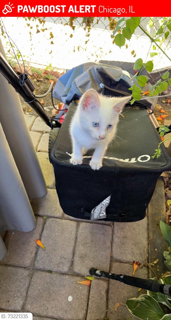 Lost Female Cat last seen Narraguenset and nagle, Chicago, IL 60646