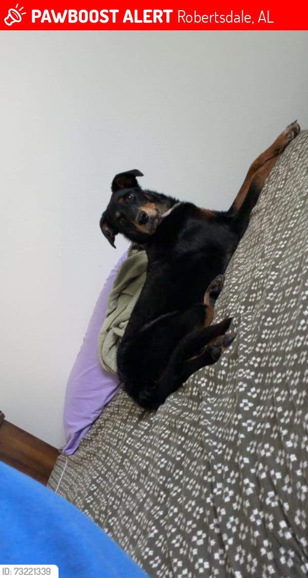 Lost Female Dog last seen Wilcox rd, Robertsdale, AL 36567