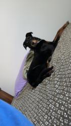 Lost Female Dog last seen Wilcox rd, Robertsdale, AL 36567