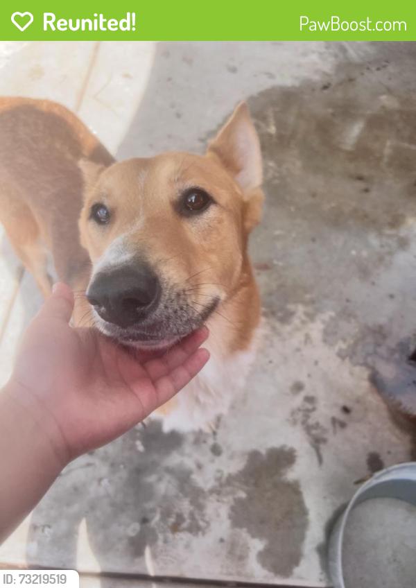 Reunited Male Dog last seen Mountain Vista St & E Tropicana Ave, Las Vegas, NV 89120