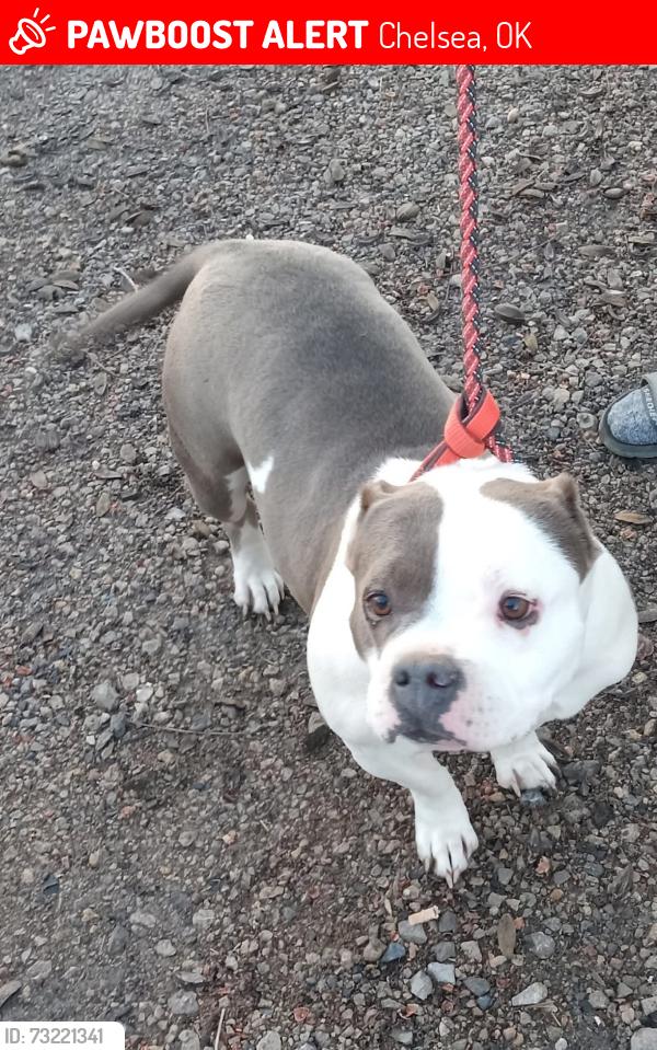 Lost Female Dog last seen Winganon bait, Chelsea, OK 74016