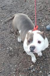 Lost Female Dog last seen Winganon bait, Chelsea, OK 74016