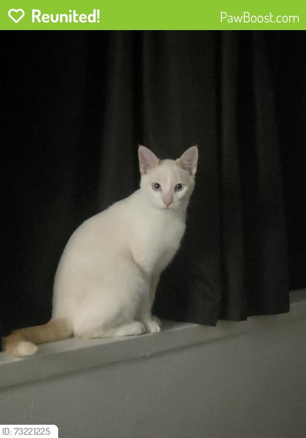 Reunited Male Cat last seen Houghton, Bahrs Scrub, QLD 4207