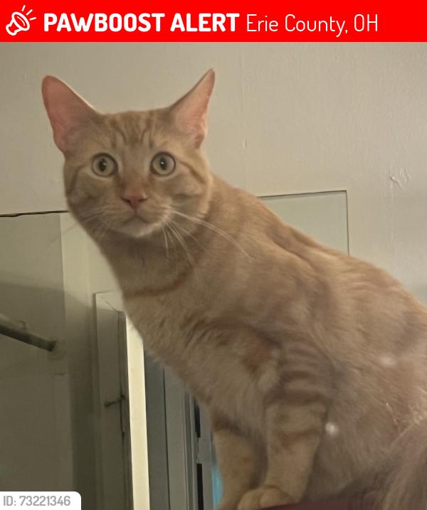 Lost Male Cat last seen Joppa Road between Darrow and Ashmont, Erie County, OH 44814