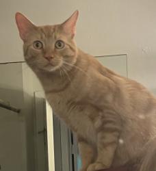 Lost Male Cat last seen Joppa Road between Darrow and Ashmont, Erie County, OH 44814