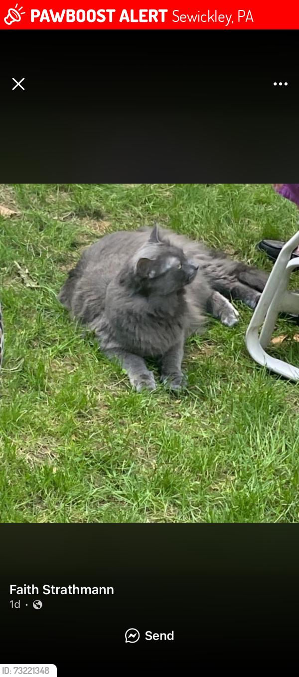 Lost Male Cat last seen War memorial park Blackburn road, Sewickley, PA 15143
