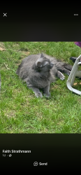 Lost Male Cat last seen War memorial park Blackburn road, Sewickley, PA 15143