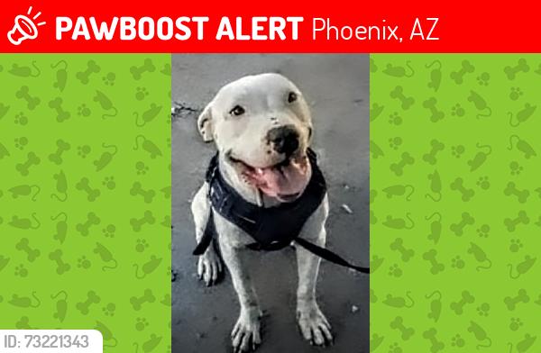 Lost Female Dog last seen Van Buren and 12th ave, Phoenix, AZ 85007