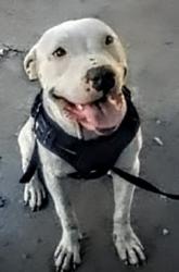 Lost Female Dog last seen Van Buren and 12th ave, Phoenix, AZ 85007