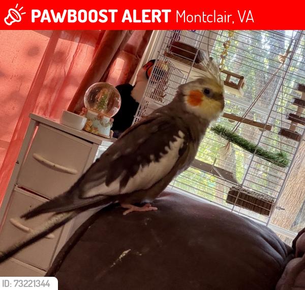 Lost Male Bird last seen Cardinal Dr, Montclair, VA 22193