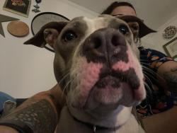 Found/Stray Female Dog last seen Vermont Avenue and Santa Monica blvd, Los Angeles, CA 90029