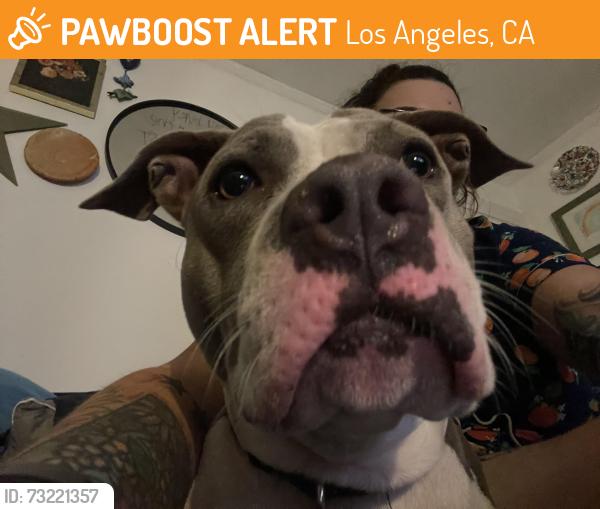 Found/Stray Female Dog last seen Vermont Avenue and Santa Monica blvd, Los Angeles, CA 90029