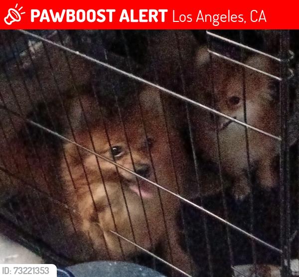 Lost Female Dog last seen Century Blvd and Central S Central Ave, Los Angeles, CA 90002