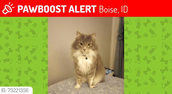 Lost Male Cat last seen Vista and Targee, Boise, ID 83705
