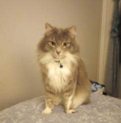 Lost Male Cat last seen Vista and Targee, Boise, ID 83705
