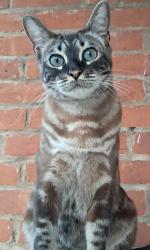 Reunited Male Cat last seen Park rd Washington circle, West Hartford, CT 06119