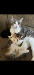 Lost Female Cat last seen Hennessy ln and mallard dr, Becket, MA 01223