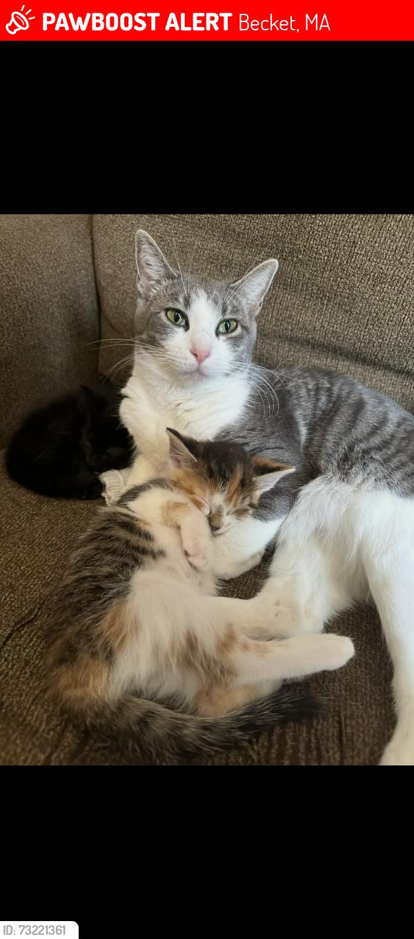 Lost Female Cat last seen Hennessy ln and mallard dr, Becket, MA 01223