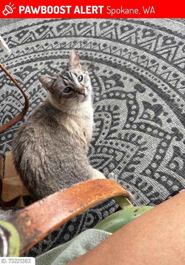 Lost Male Cat last seen Thierman and Lyons, Spokane, WA 99217