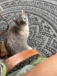 Lost Male Cat last seen Thierman and Lyons, Spokane, WA 99217