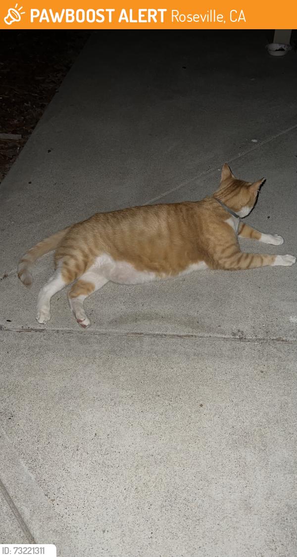 Found/Stray Unknown Cat last seen Eastwood Park, 950 Madden Lane, Roseville, CA 95661