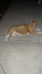 Found/Stray Unknown Cat last seen Eastwood Park, 950 Madden Lane, Roseville, CA 95661