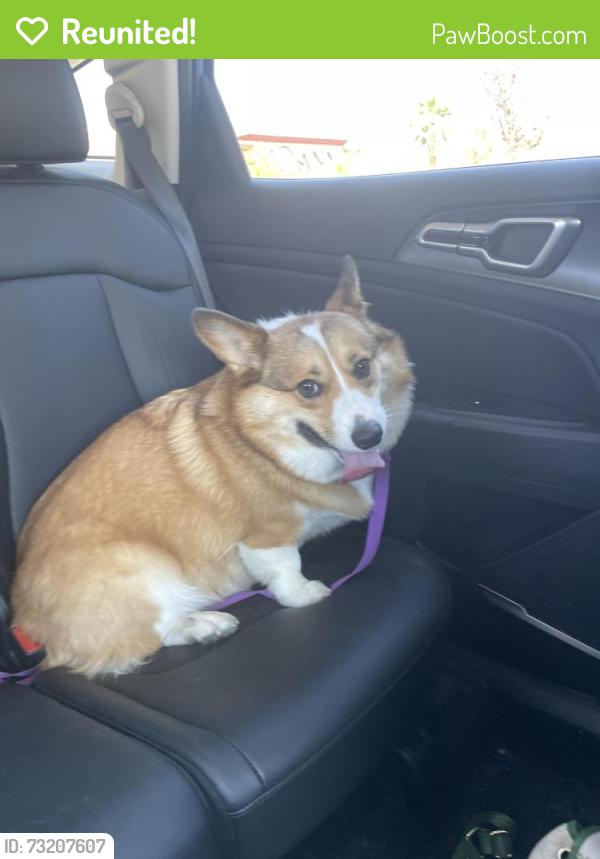 Reunited Male Dog last seen American pacific Stephanie, Henderson, NV 89074