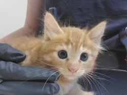 Shelter Stray Male Cat last seen Near Calle Del Palo Street, Oceanside, CA, 92057, Oceanside, CA 92058, USA