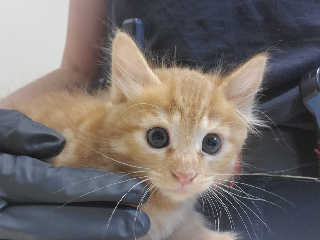 Shelter Stray Male Cat last seen Near Calle Del Palo Street, Oceanside, CA, 92057, Oceanside, CA 92058, USA