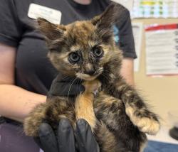 Shelter Stray Female Cat last seen Near Calle Del Palo Street, Oceanside, CA, 92057, Oceanside, CA 92058, USA