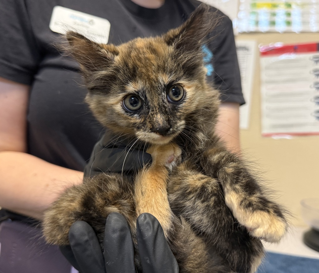 Shelter Stray Female Cat last seen Near Calle Del Palo Street, Oceanside, CA, 92057, Oceanside, CA 92058, USA