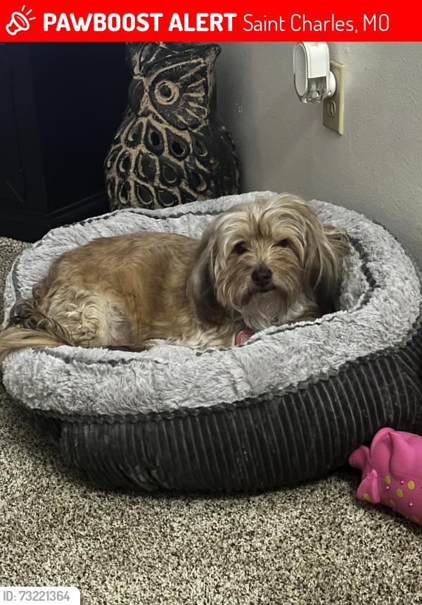 Lost Female Dog last seen Kisker Rd, Meadow Ridge Subd, Veterans Memoral Park, Saint Charles, MO 63304
