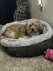 Lost Female Dog last seen Kisker Rd, Meadow Ridge Subd, Veterans Memoral Park, Saint Charles, MO 63304