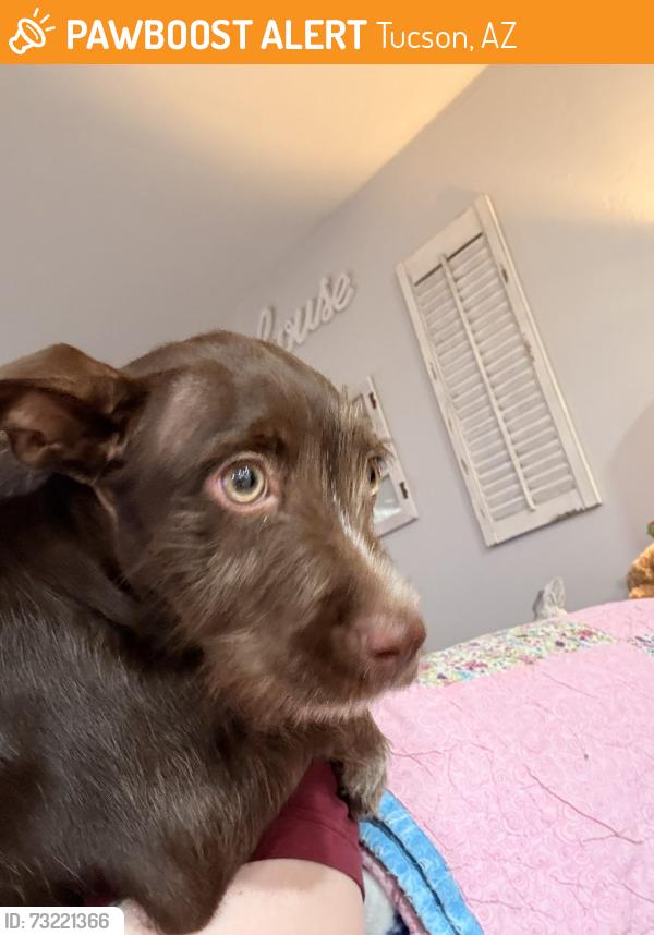 Found/Stray Female Dog last seen Fairoaks Rd, down the street from Catalina market, Tucson, AZ 85712