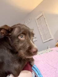 Found/Stray Female Dog last seen Fairoaks Rd, down the street from Catalina market, Tucson, AZ 85712