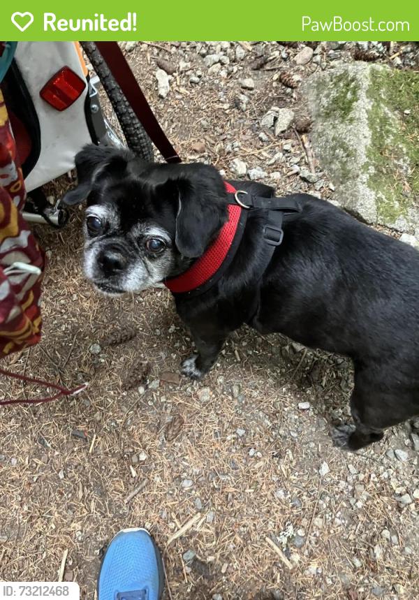 Reunited Female Dog last seen 34th Street Loop NE & 55th Ave NE, Tacoma, WA 98422