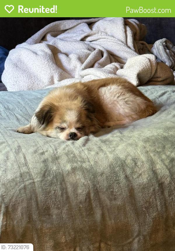 Reunited Female Dog last seen Near 13th Ave SW, Burien, WA 98166, USA, Burien, WA 98166