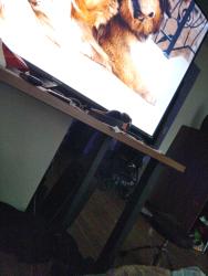 Lost Female Dog last seen Myrtle avenue and Marcy avenue, Brooklyn, NY 11206