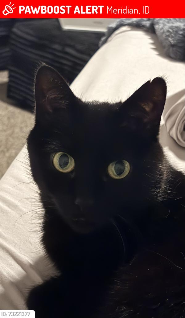 Lost Female Cat last seen Locust Grove, Meridian, ID 83642
