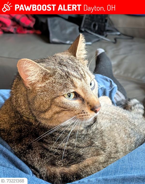 Lost Male Cat last seen Murdock Ave & Old Troy Pike by Arco gas station, Dayton, OH 45424