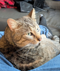 Lost Male Cat last seen Murdock Ave & Old Troy Pike by Arco gas station, Dayton, OH 45424