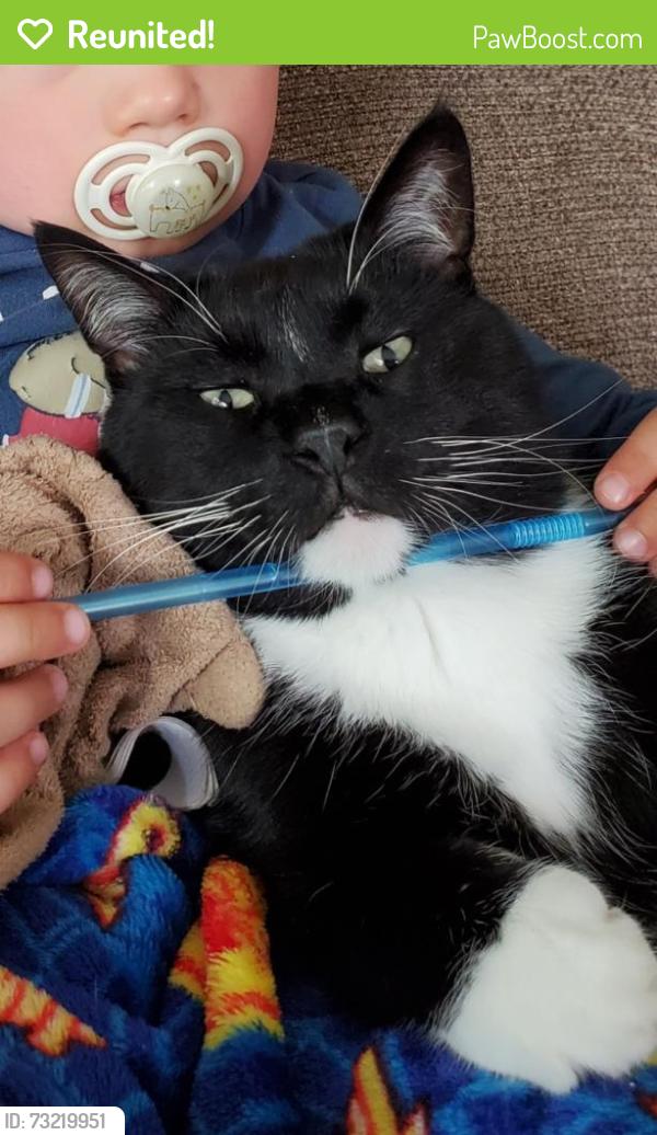 Reunited Male Cat last seen Near Hawthorn Rd, Salem, VA 24153