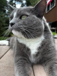 Lost Male Cat last seen Burroughs Rd, Deer Park, WA 99006