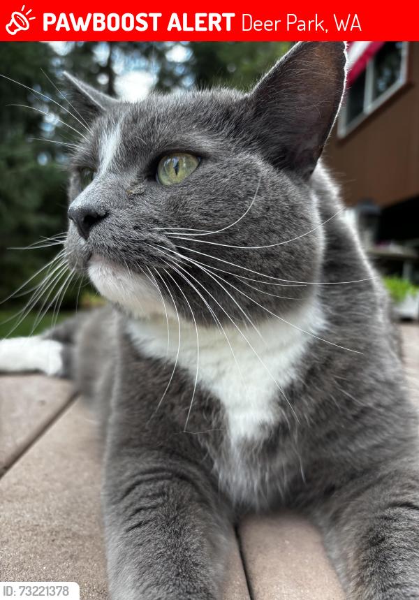 Lost Male Cat last seen Burroughs Rd, Deer Park, WA 99006