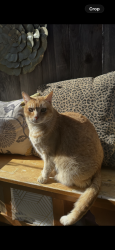 Lost Male Cat last seen Cherry ave Joplin dr, San Jose, CA 95118