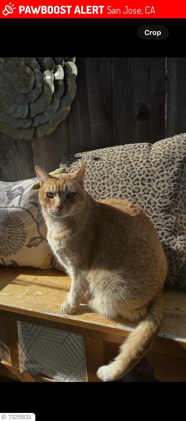 Lost Male Cat last seen Cherry ave Joplin dr, San Jose, CA 95118