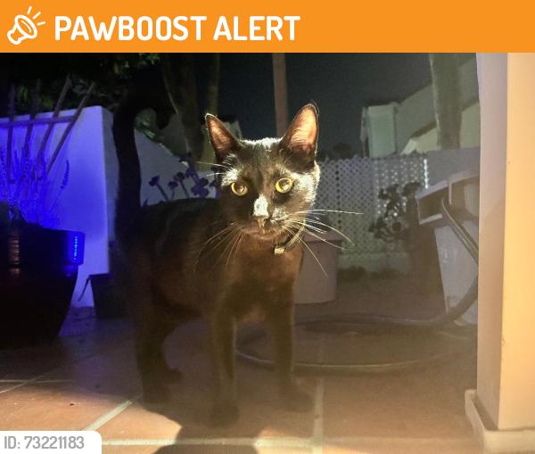 Found/Stray Unknown Cat last seen Pompano Ave and Ranch, Huntington Beach, CA 92648