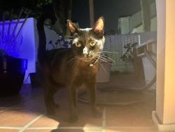 Found/Stray Unknown Cat last seen Pompano Ave and Ranch, Huntington Beach, CA 92648